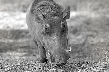 Image showing Wild warthog