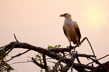 Image showing African fish eagle