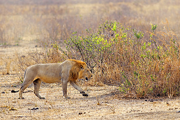 Image showing Wild lion