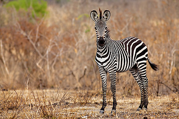 Image showing African Zebra