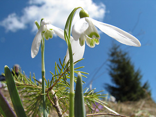 Image showing Spring in mountain