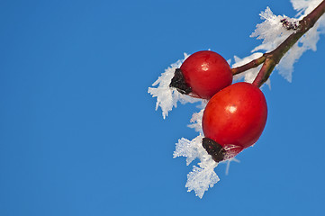 Image showing rose hip with ice crystals