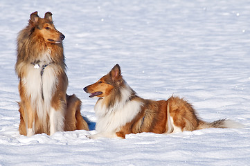 Image showing Collie dogs in snow