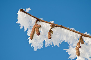 Image showing  branch with ice crystals