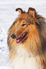 Image showing Collie dog in snow