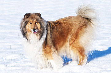 Image showing Collie dog in snow