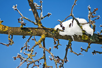 Image showing snowy tree