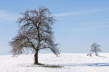 Image showing winter