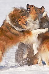 Image showing Collie dogs in snow