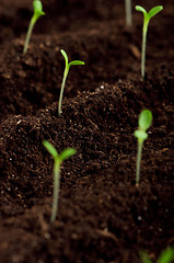 Image showing Green seedling