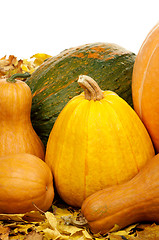 Image showing Ripe pumpkins