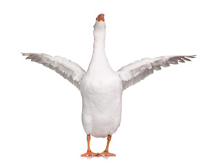 Image showing Domestic goose