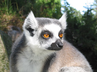 Image showing Lemur