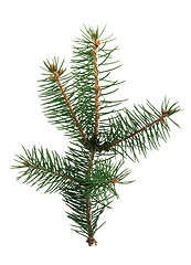 Image showing Fir branch