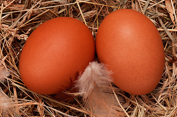 Image showing Eggs in nest