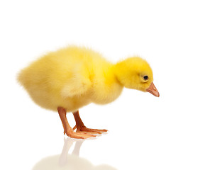 Image showing Domestic gosling