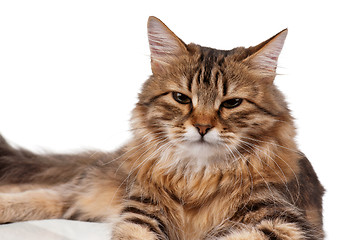 Image showing Portrait of cat