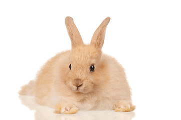 Image showing Cute rabbit