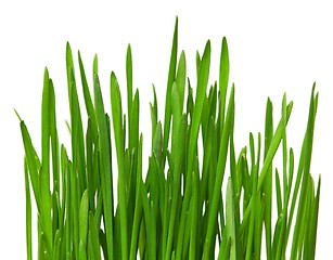 Image showing Wheat grass