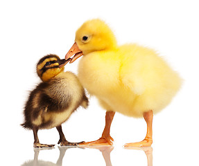 Image showing Domestic duckling and gosling