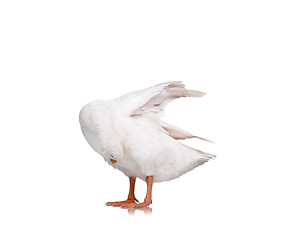 Image showing Domestic goose