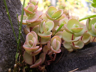 Image showing Flowers in the rock