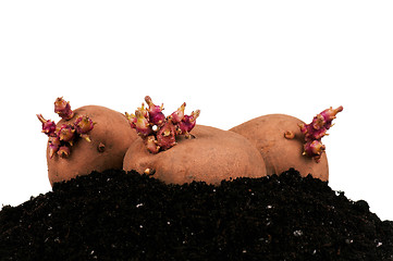 Image showing Potatoes sprouts