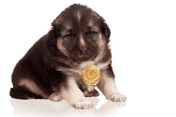 Image showing Cute puppy