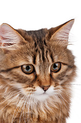 Image showing Portrait of cat