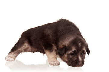 Image showing Cute puppy