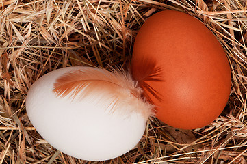 Image showing Eggs in nest