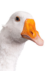 Image showing Domestic goose