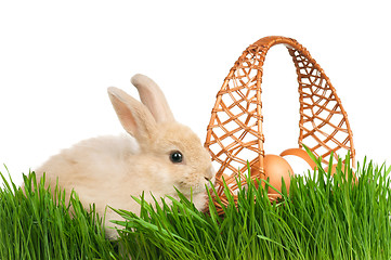 Image showing Rabbit in grass