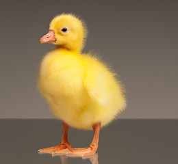 Image showing Domestic gosling