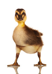 Image showing Domestic duckling