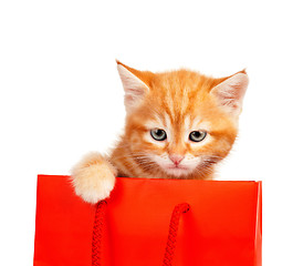 Image showing Red kitten