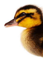 Image showing Domestic duckling