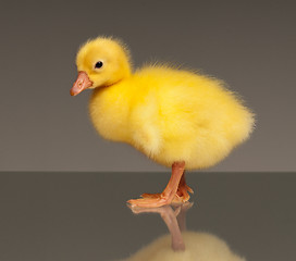 Image showing Domestic gosling