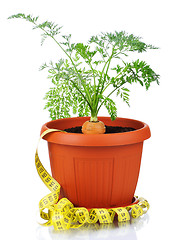 Image showing Carrot in plastic pot