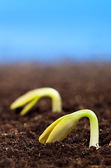 Image showing Green seedling