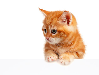 Image showing Red kitten