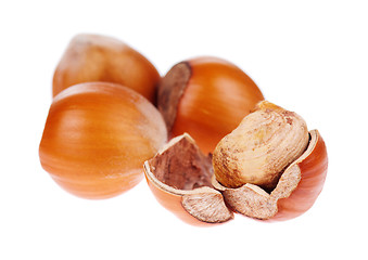 Image showing Hazelnut