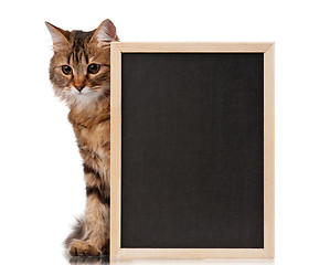 Image showing Cat with blackboard