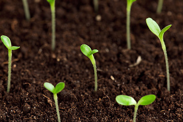 Image showing Green seedling