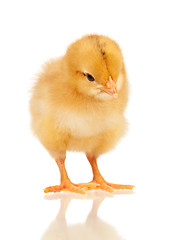 Image showing Little chicken