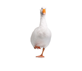 Image showing Domestic goose