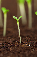 Image showing Green seedling