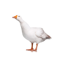 Image showing Domestic goose