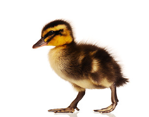 Image showing Domestic duckling