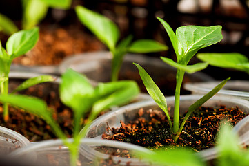 Image showing Green seedling